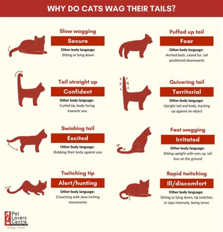 Why does my rat wag its tail?