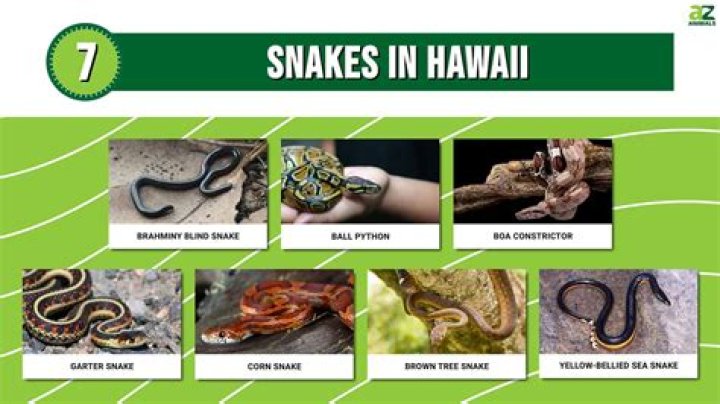 Why doesn t Hawaii have snakes?