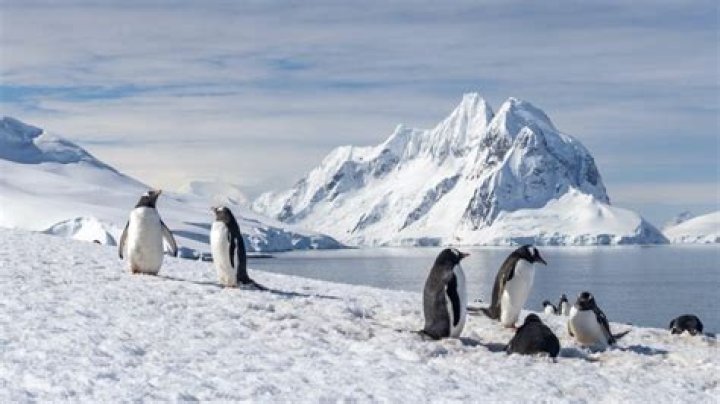 Why is Antarctica a tundra?