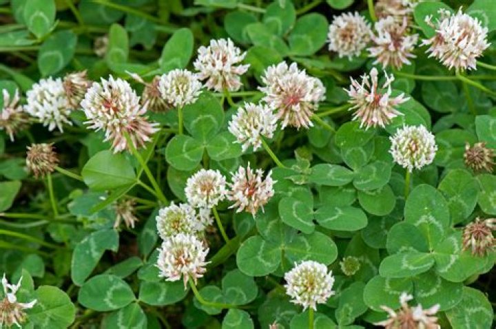 Why is clover poisonous to cattle?