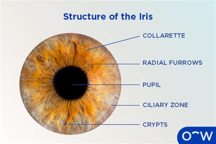 Why is Iris the 8th pillar?
