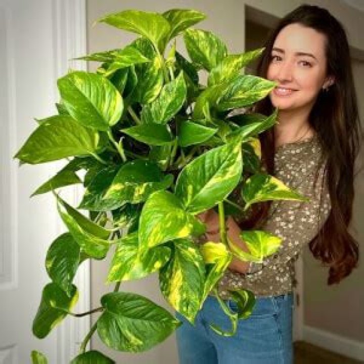 Why is money plant called Devil's Ivy?