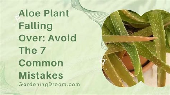 Why is my aloe plant flopping?