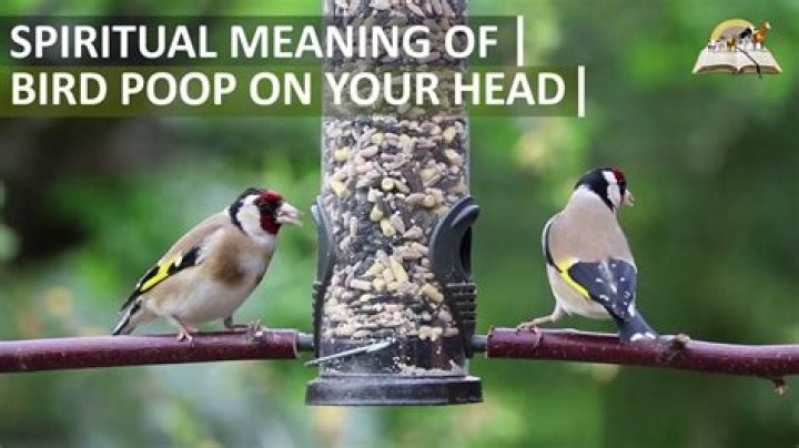Why is my bird pooping red?