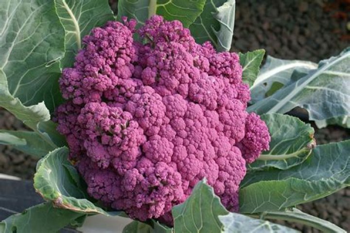 Why is my cauliflower purple inside?