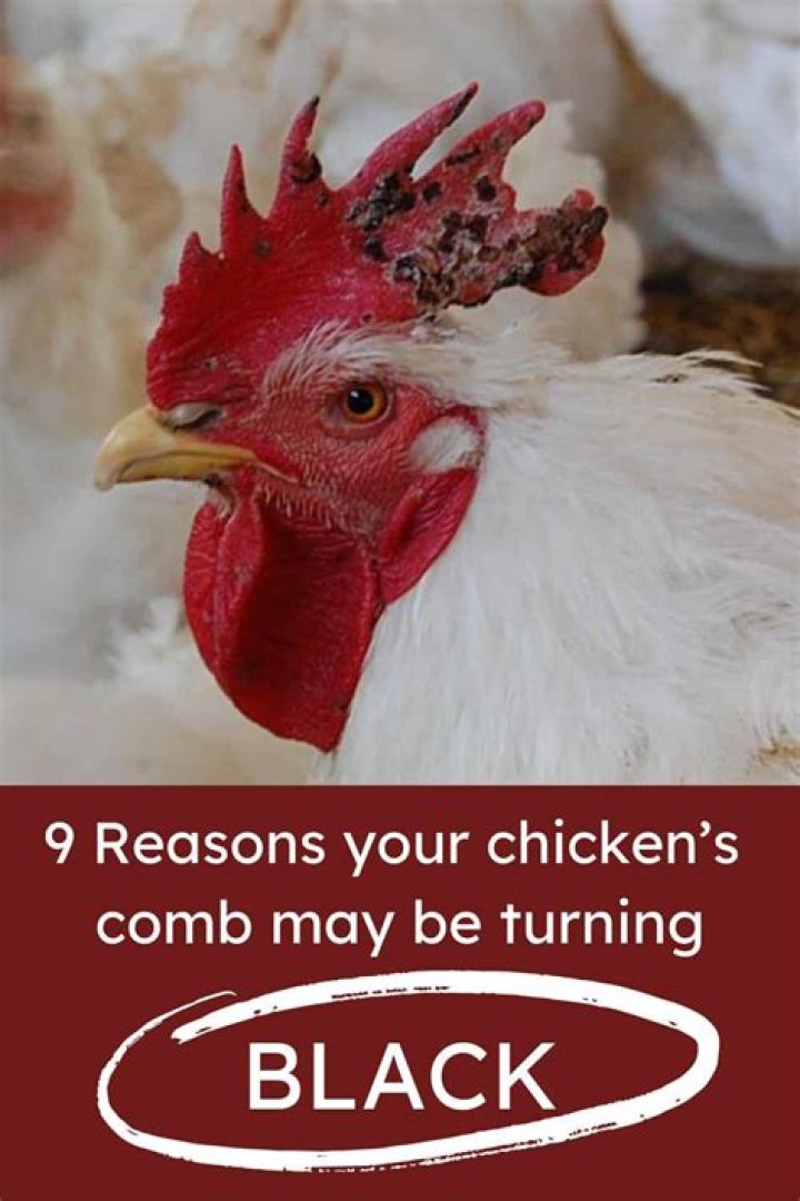 Why is my chickens comb turning black?