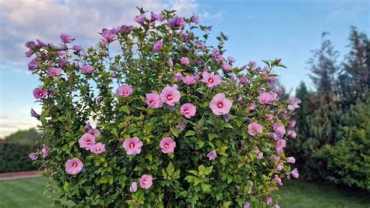 Why is my Rose of Sharon not getting leaves?