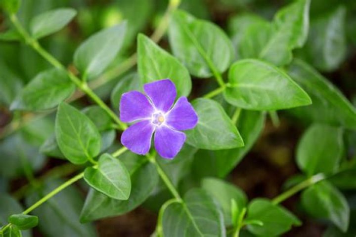 Why is periwinkle called flower of death?