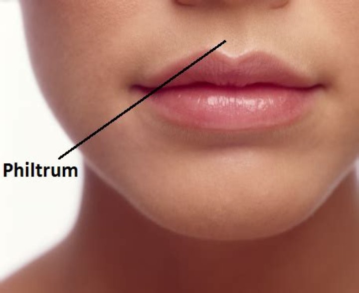 Why is philtrum important?