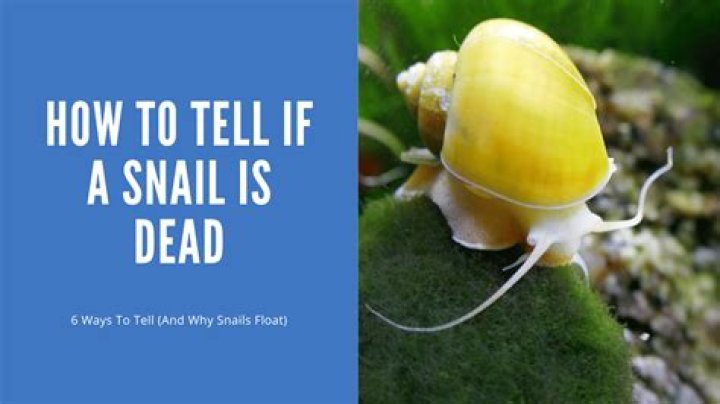 Why wont my snail wake up?