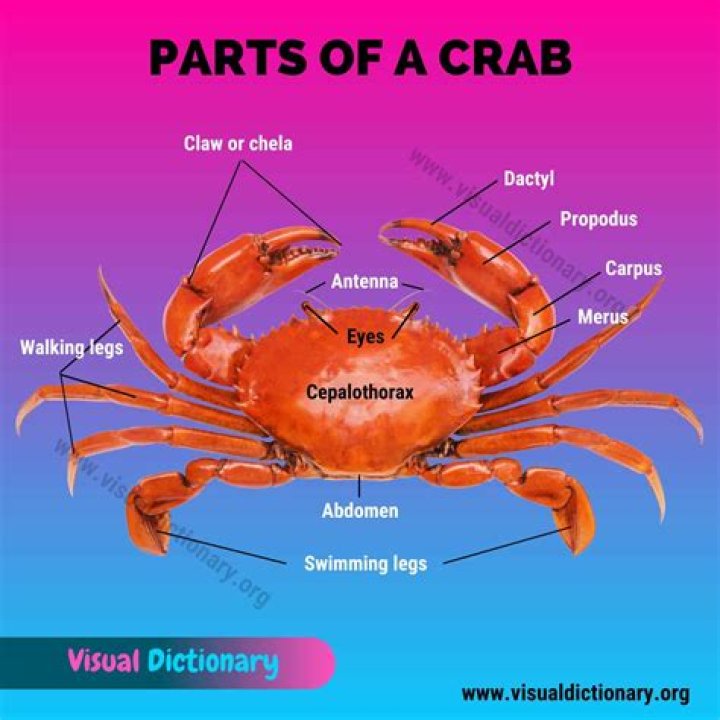 Why would a crab rip its arm off?