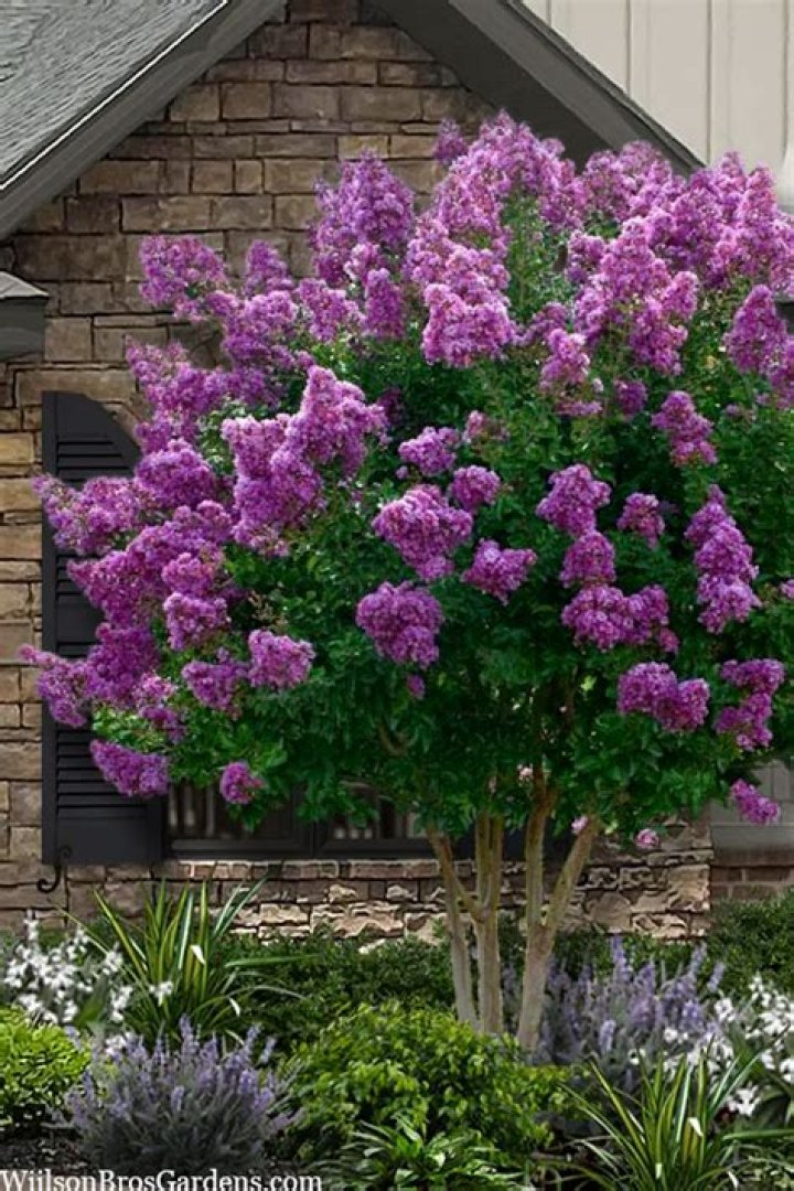 Will a crepe myrtle bloom twice a year?
