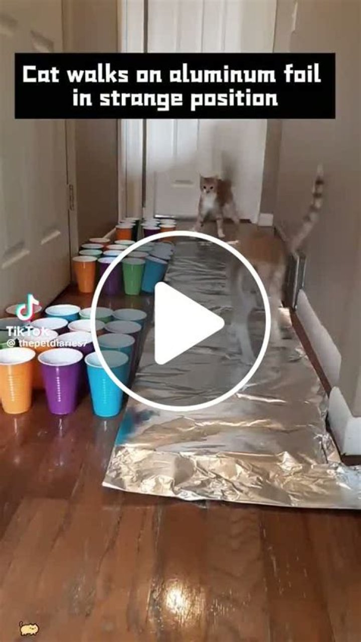Will aluminum foil deter cats?