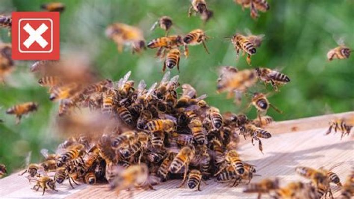 Will bees chase you into water?