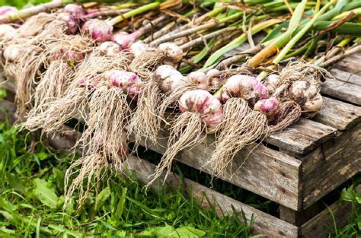 Will cinnamon keep aphids away?