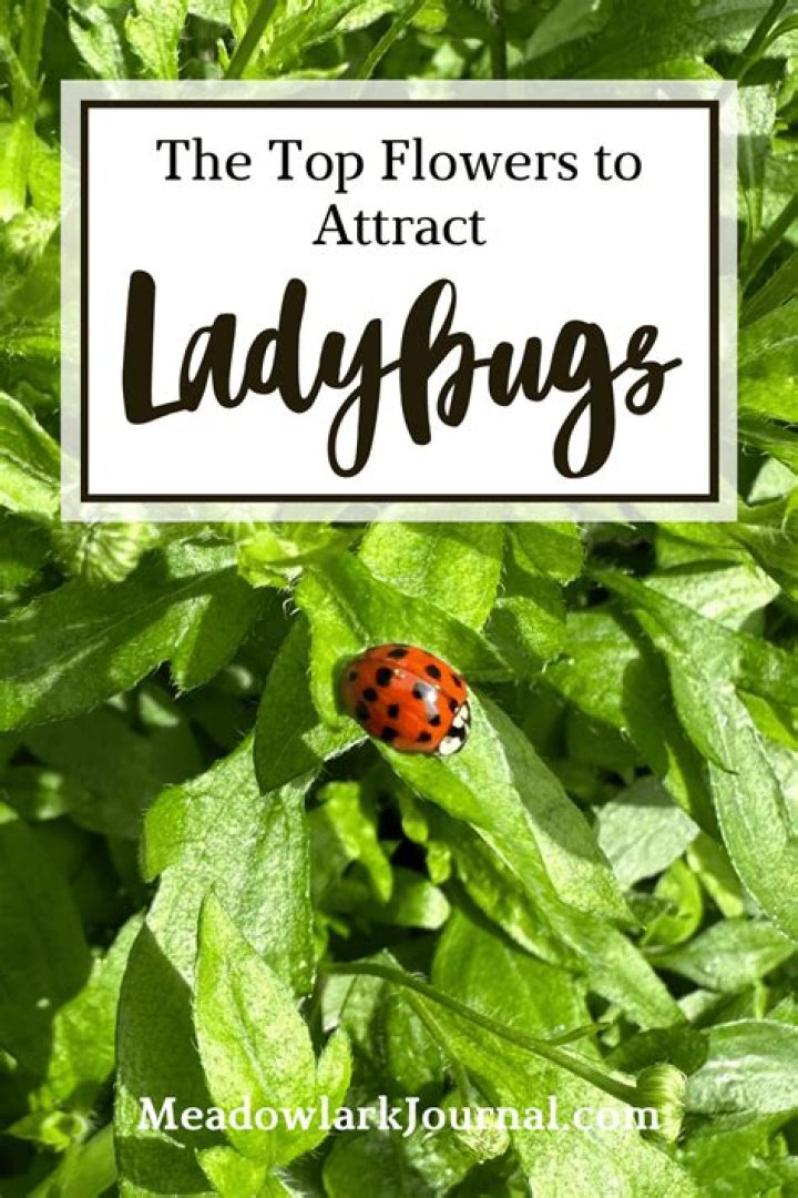 Will lavender oil repel ladybugs?