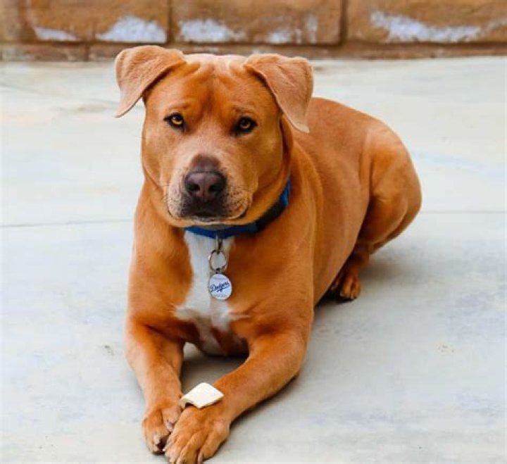 Will Mace stop a pitbull?