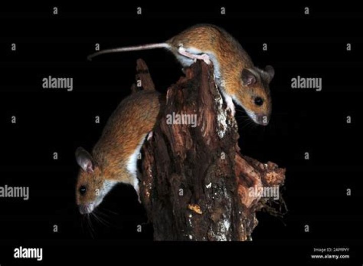 Will mice climb on your bed?