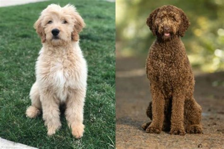 Will my Labradoodle get curly?