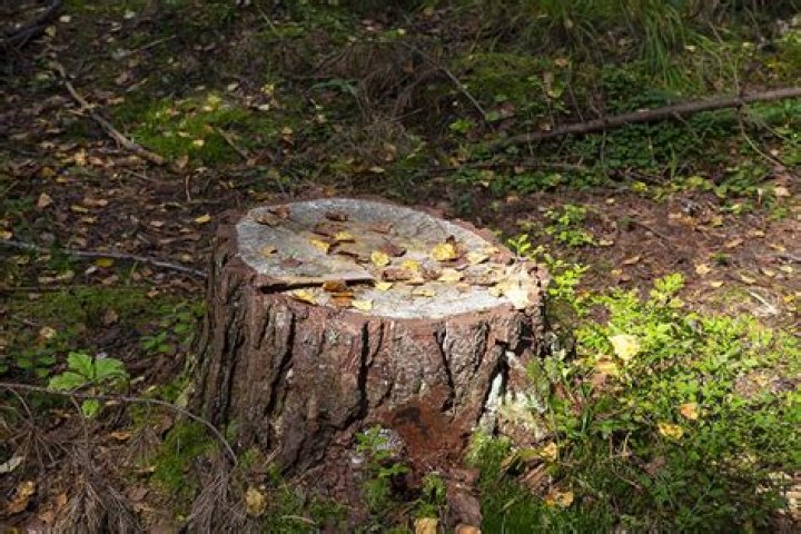 Will vinegar rot a tree stump?
