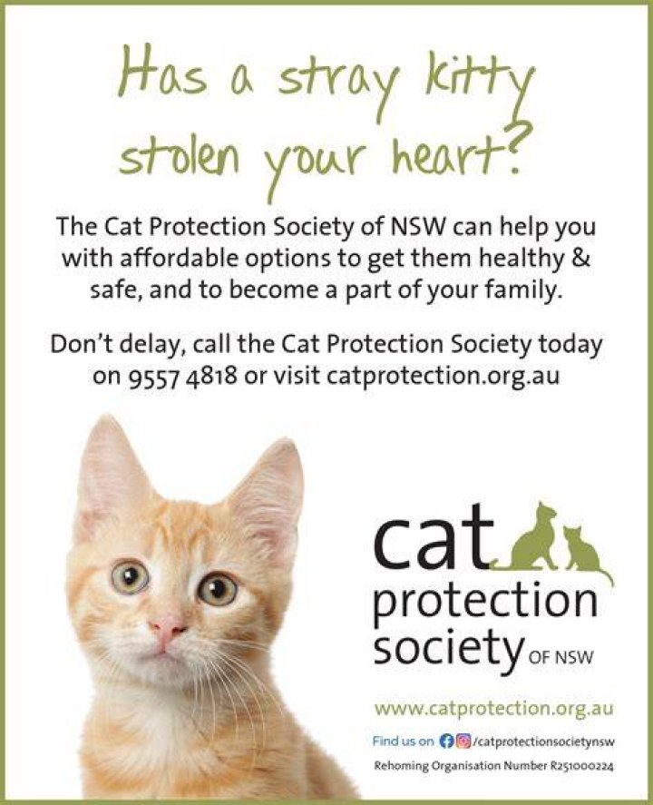 Would a cat protect its owner?